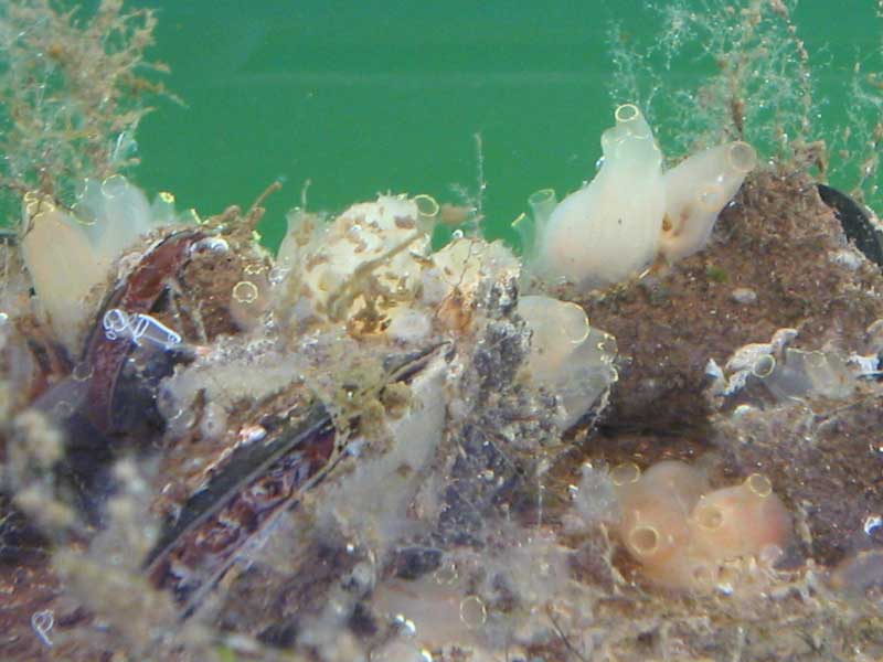 Ciona intestinalis and a few Clavelina lepadiformis.