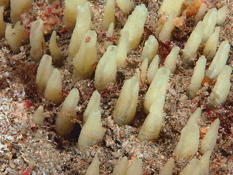 Ciocalypta penicillus at Hilsea Point Rock, Plymouth.