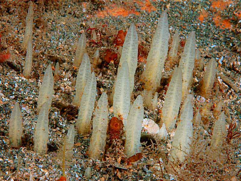 Typical appearance and habitat of Ciocalypta pencillus on sand-covered rocks at Hilsea Point, Plymouth.