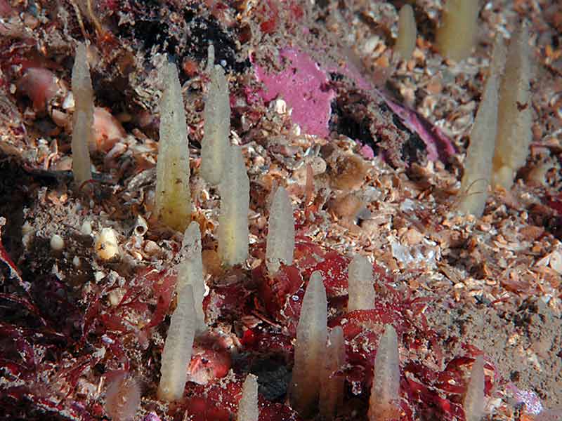 Ciocalypta penicillus at Stoke Point, Plymouth.