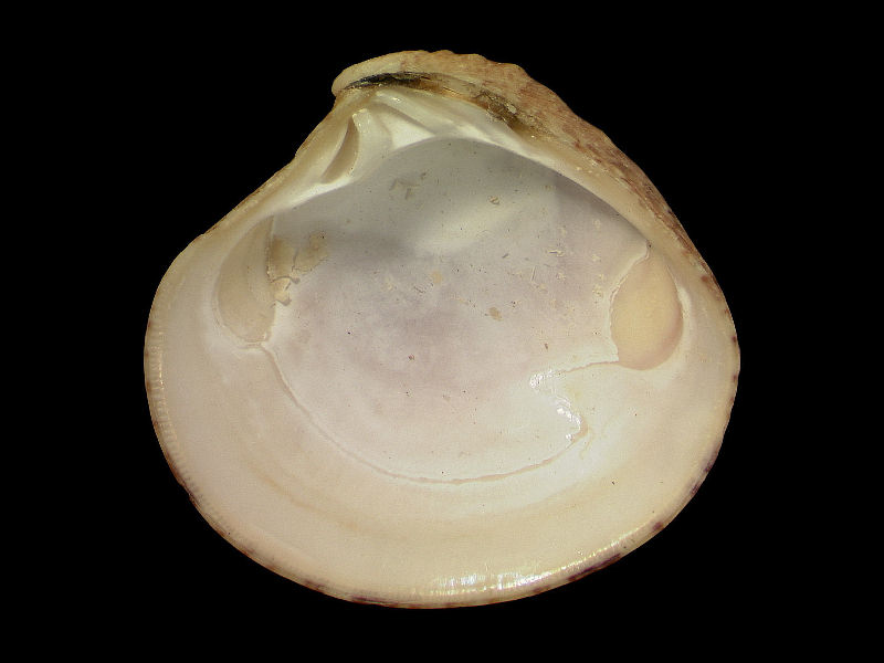 Image: Internal view of Clausinella fasciata valve.