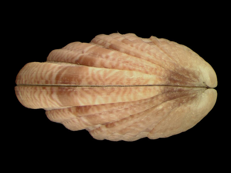 Side profile of Clausinella fasciata.