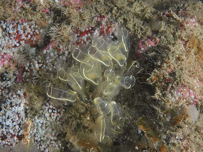 Small group of Clavelina lepadiformis.