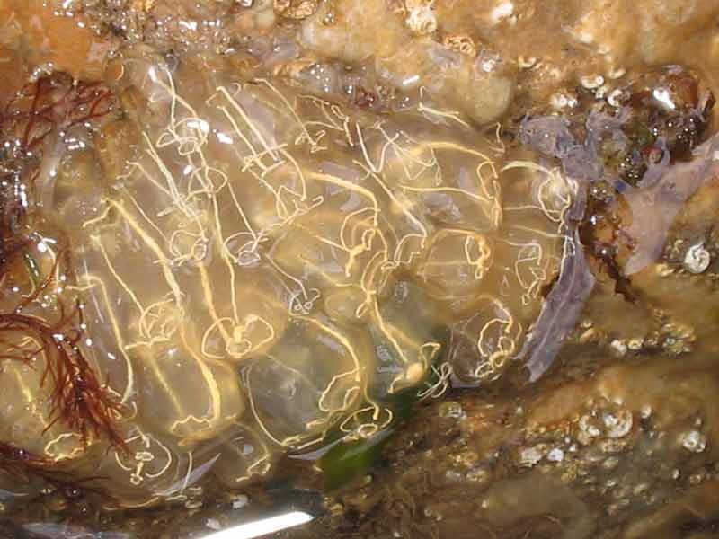 Clavelina lepadiformis on the sea shore.