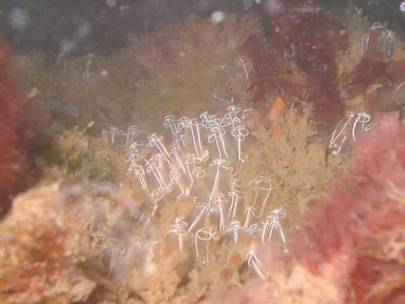 Clavelina lepadiformis in deeper water.