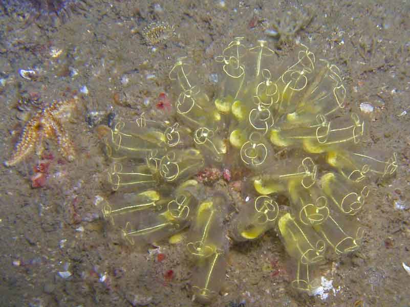 Clavelina lepadiformis patch on a sedimented seabed.