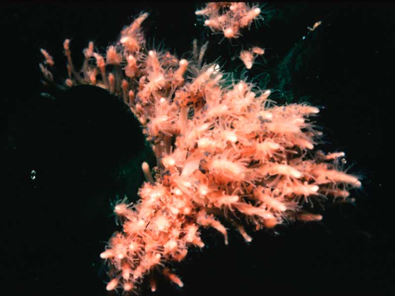 Illuminated image of Clava multicornis.