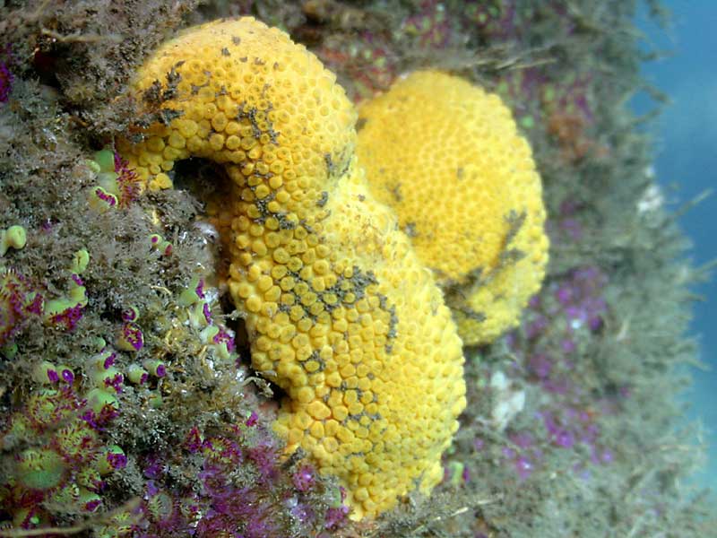Image: Cliona celata on rock face with Corynactis viridis in the Channel Isles.