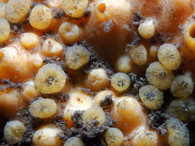 Close up of Cliona celata at Firestone Bay in Plymouth sound.