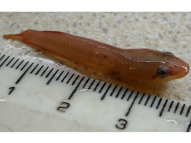 A two-spotted clingfish.
