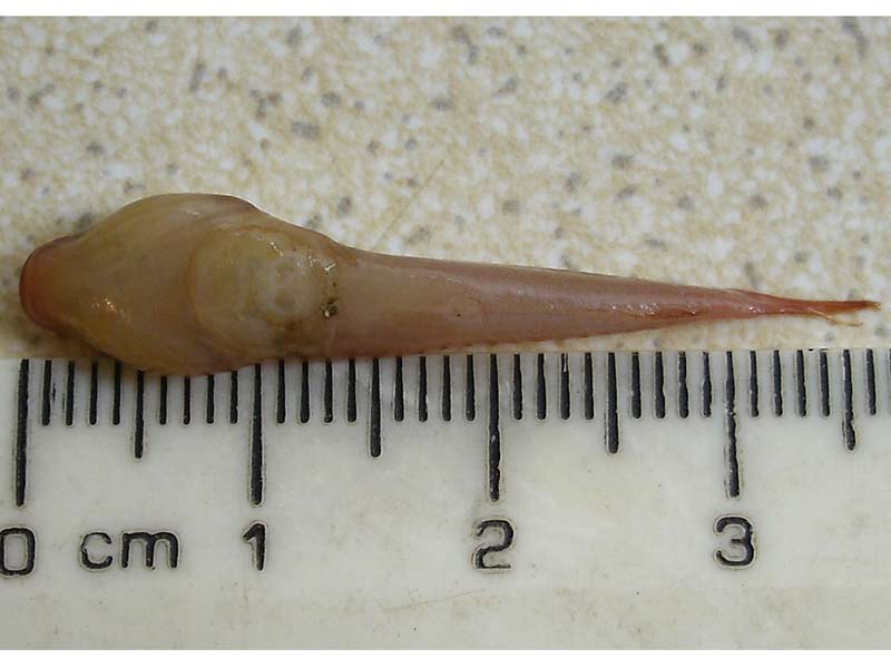 The unerside of a two-spotted clingfish.