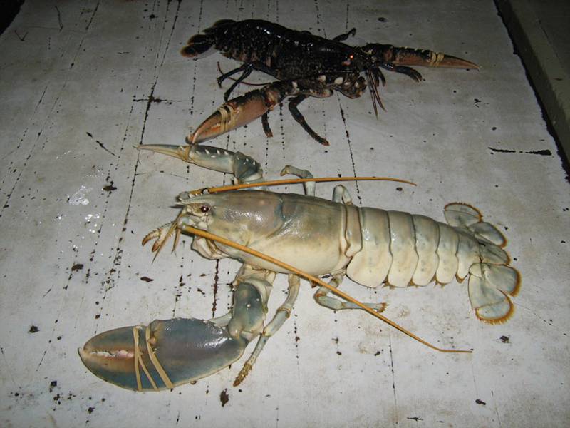 'Albino' female lobster alongside typical coloured Homarus gammarus