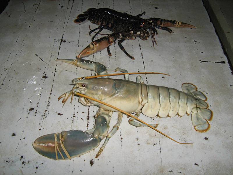 'Albino' female lobster alongside typical coloured Homarus gammarus