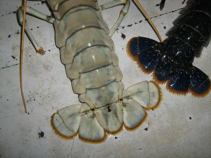 'Albino' female lobster telson alongside that of the typical coloured Homarus gammarus