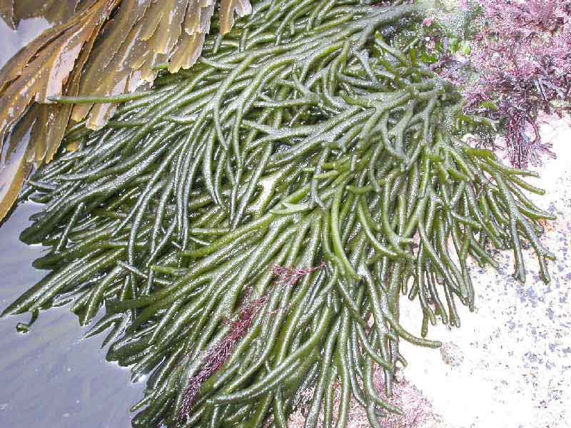 Codium tomentosum with Fucus serratus and red seaweeds.