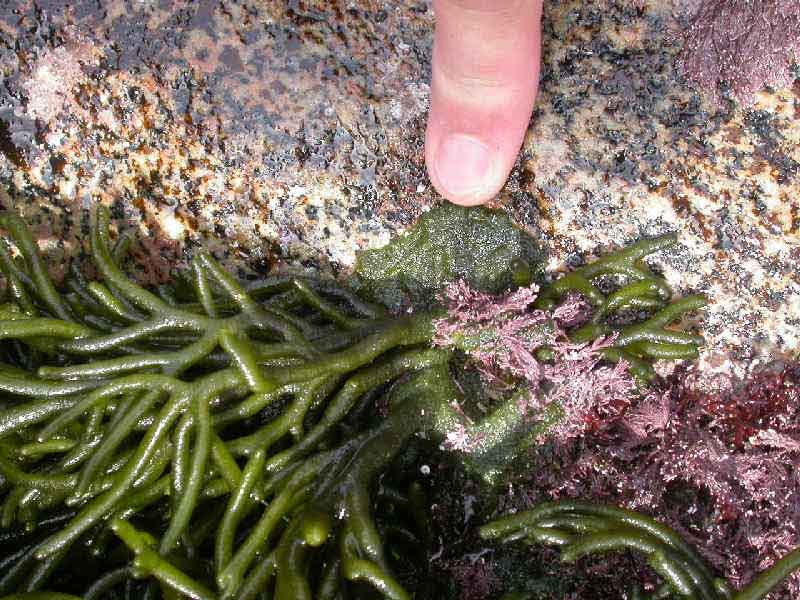 Holdfast of Codium tomentosum.