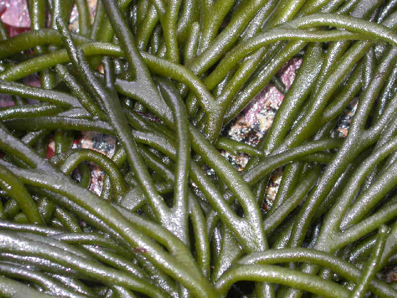 Close up of Codium tomentosum illustrating its spongy fronds.