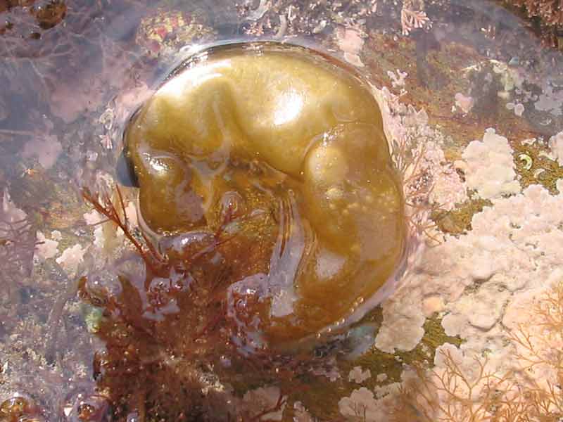 Lone Colpomenia peregrina sticking out of the water.