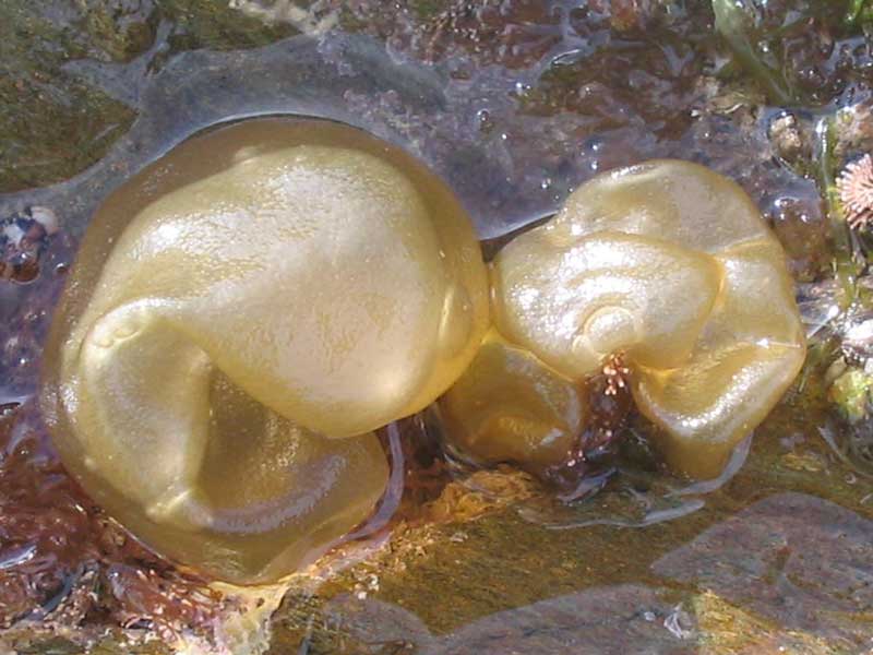 Two Colpomenia peregrina specimens in very shallow water.