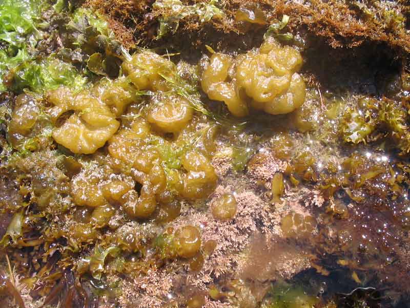 Colpomenia peregrina amongst other intertidal seaweeds.