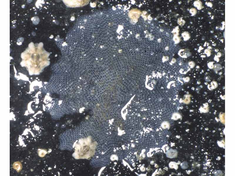 Image: A colony of the sea mat Conopeum reticulum.