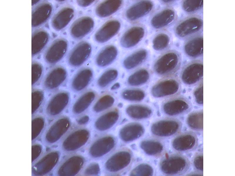 Image: Close up of the zooids of Conopeum reticulum.