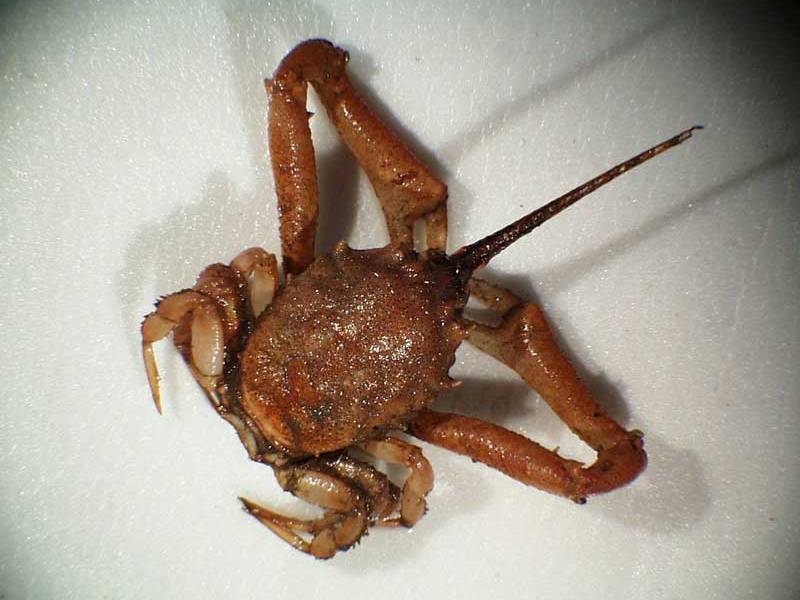 A laboratory specimen of Corystes cassivelaunus.