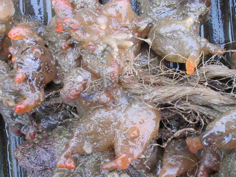 Corella eumyota, an invasive species.