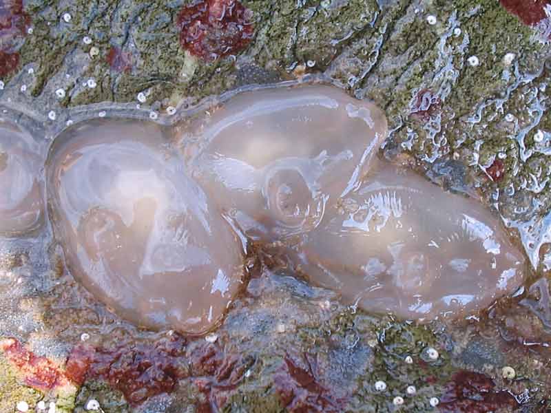 Corella eumyota on a rocky shore.