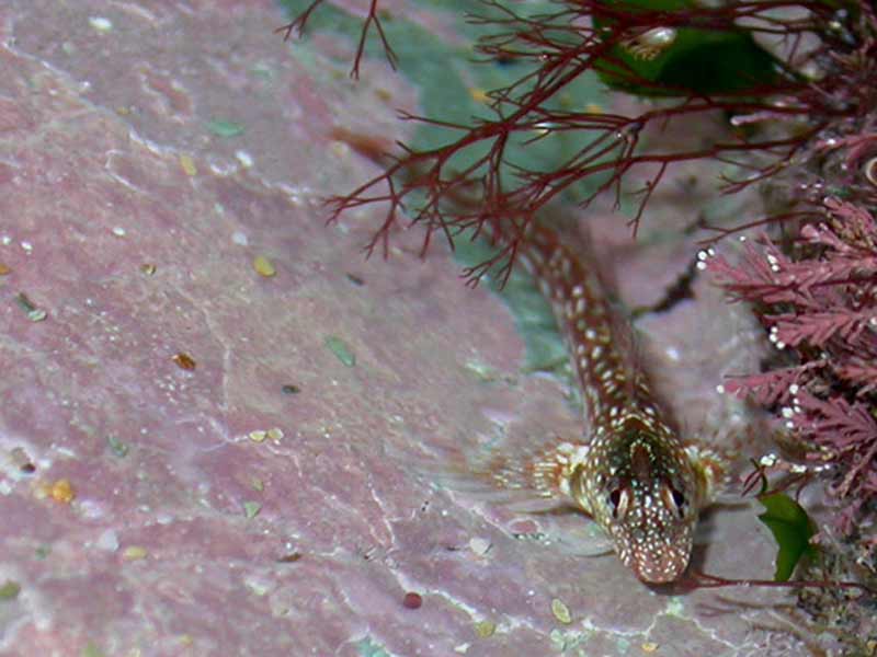 Coryphoblennius galerita.