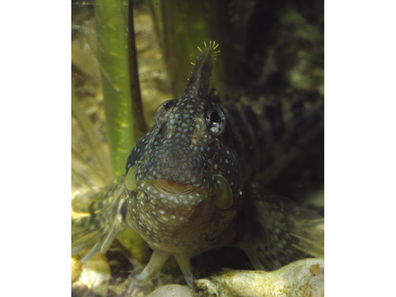 Close up of Coryphoblennius galerita.