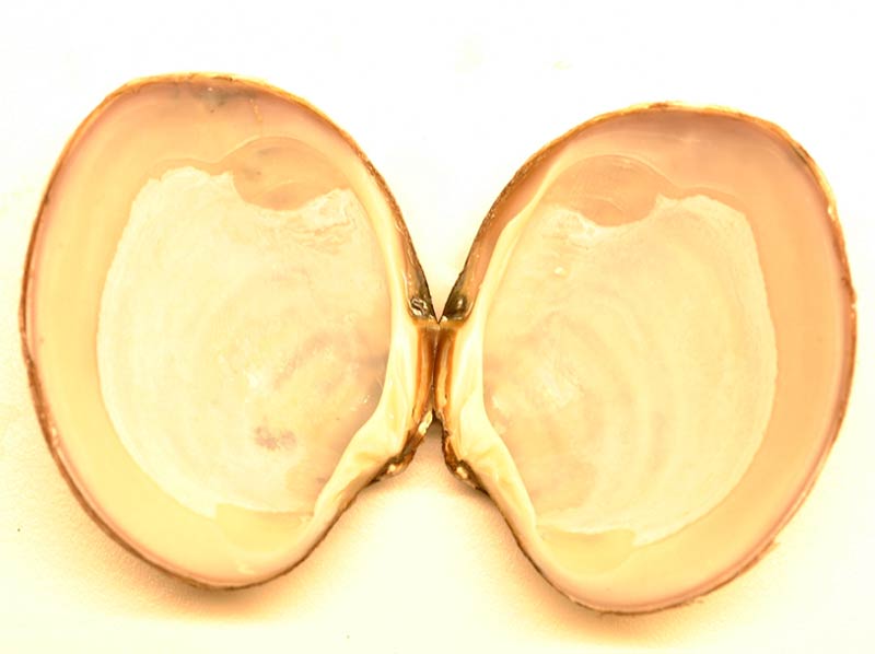 Varicorbula gibba shell opened to show ligment and hinge teeth.