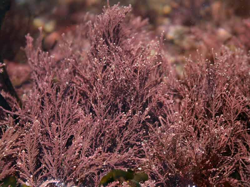 Corallina officinalis in a rockpool.