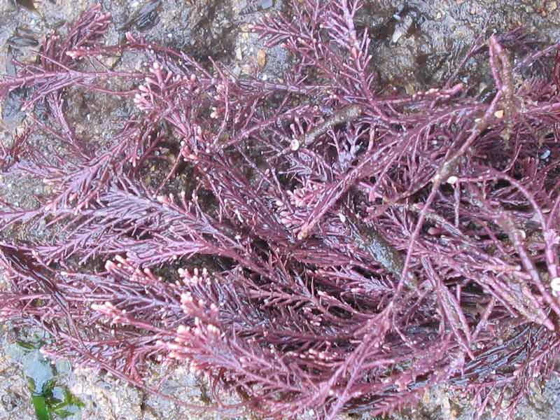 Image: Corallina officinalis out of the water.