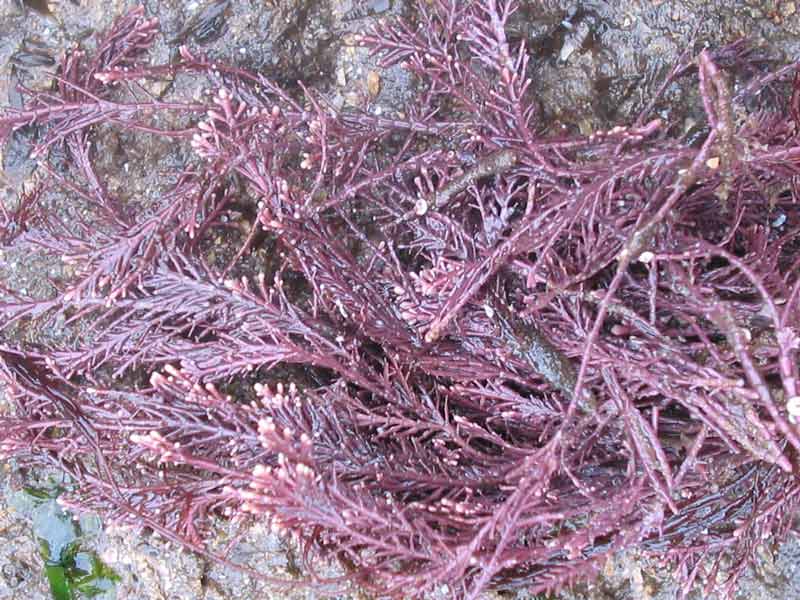 Corallina officinalis out of the water.