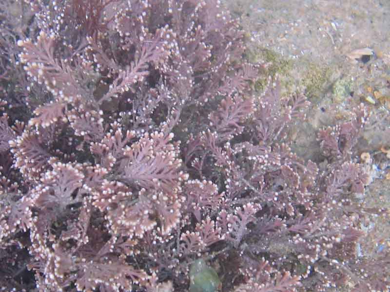 Pale Corallina officinalis specimen.