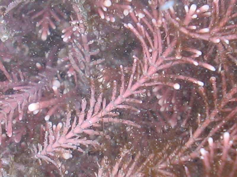 Close up view of Corallina officinalis in murky water.