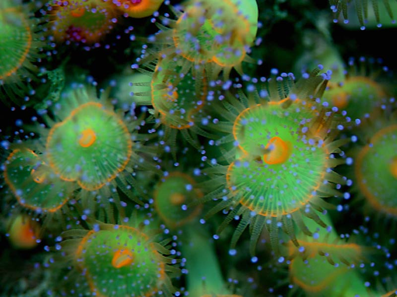 Image: Close up of green and orange Corynactis viridis in the Channel Isles.