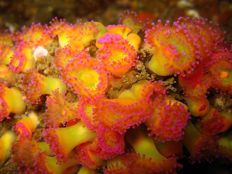 Corynactis viridis on Penryn Reef, Manacles, southwest Cornwall.
