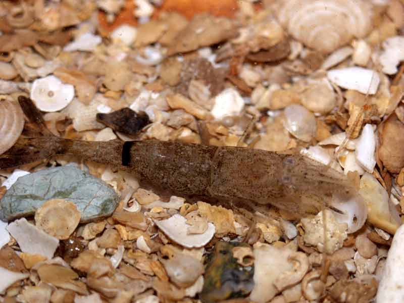 Crangon crangon on shell fragments and gravel (from above).