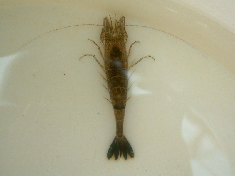 Dorsal view of Crangon crangon.