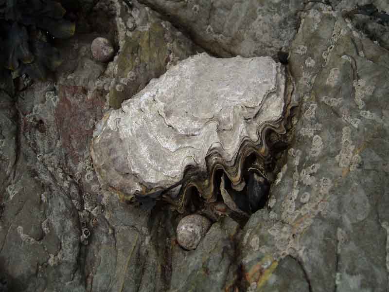 Magallana gigas at Batten Bay, Plymouth Sound.