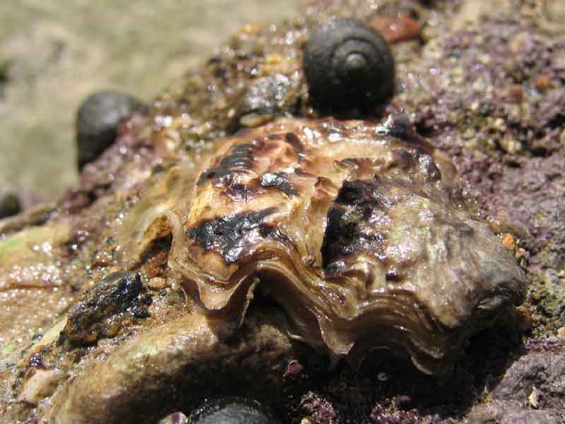 Magallana gigas at Firestone Bay, Plymouth Sound.