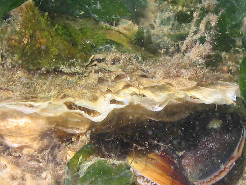 Magallana gigas growing on the side of a marina pontoon.