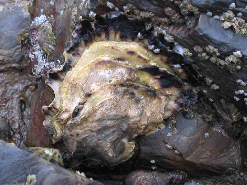 Magallana gigas at Jennycliff Bay.