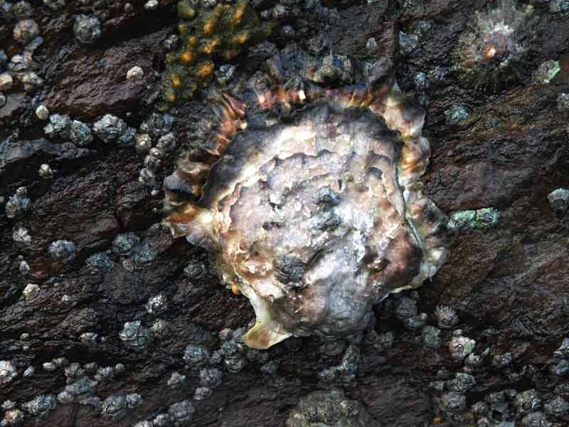 Magallana gigas on a dark, barnacle covered rock.