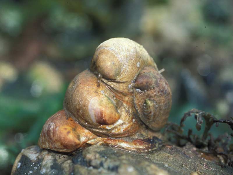 Chain of slipper limpets on the lower shore.