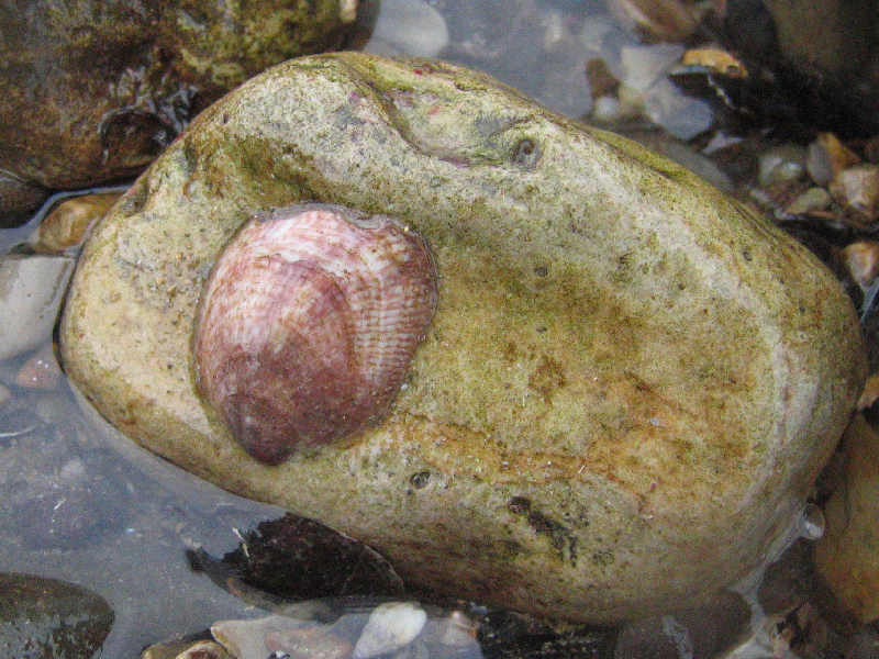 Individual <I>Crepidula fornicata</I> on pebble intertidally