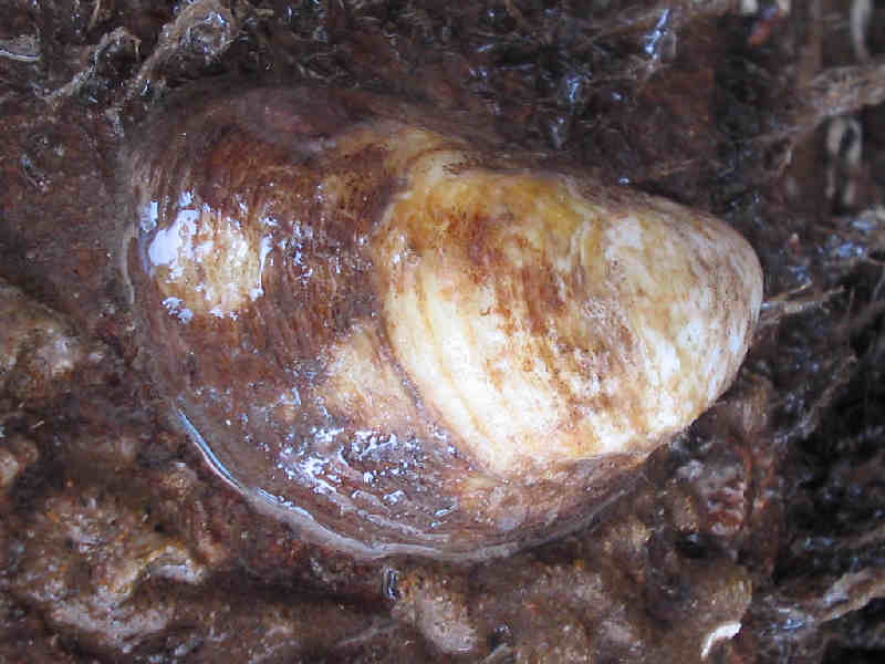 Single Crepidula fornicata on rock overhang.