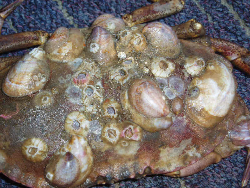 Crepidula fornicata growing on the shell of an edible crab illustrating diversity of substrata on which it can grow.